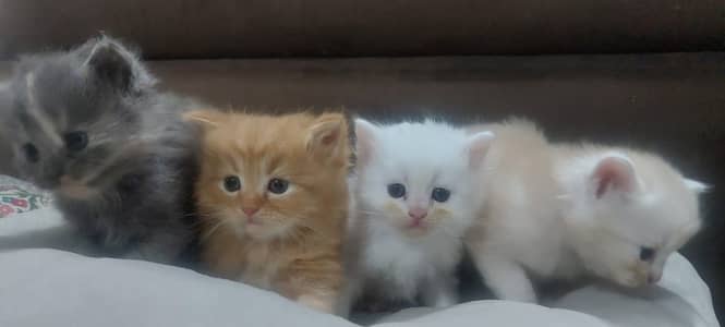 Fluffy, triple-coat Persian kittens — Variety of Colors Available