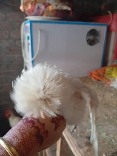 polish Three month old chicks available