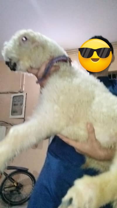 mundra sheep dumba larkana kajla khara gulab bakra goat bacha kid male