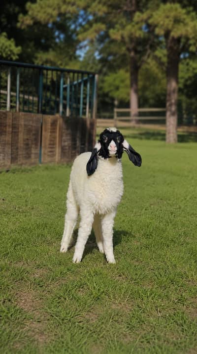 mundra sheep dumba larkana kajla khara gulab bakra goat bacha kid male
