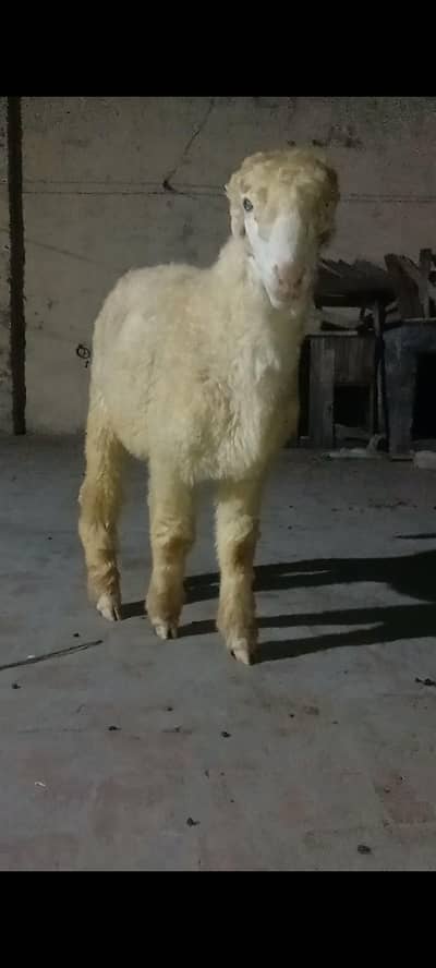 Kaka Mundra