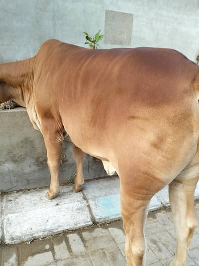 Bachri