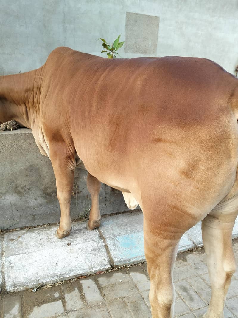 Bachri 0
