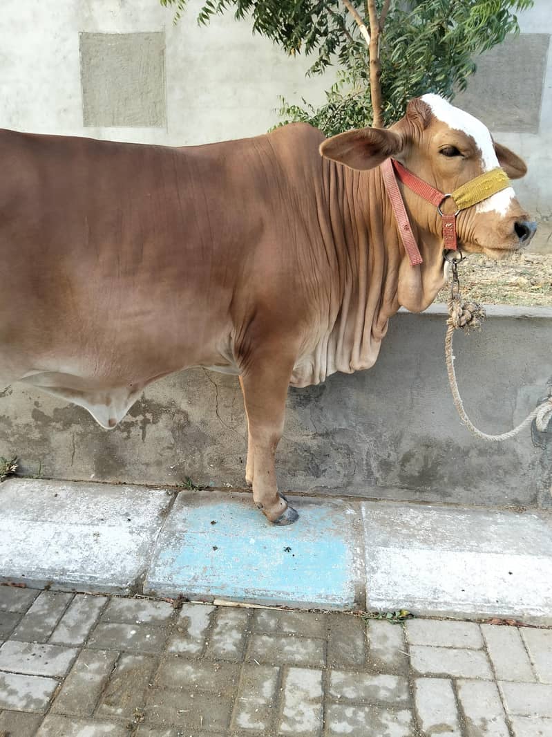 Bachri 1