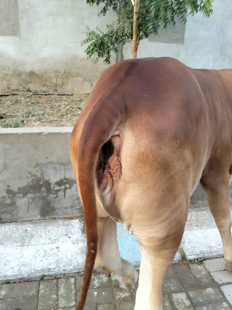Bachri 3