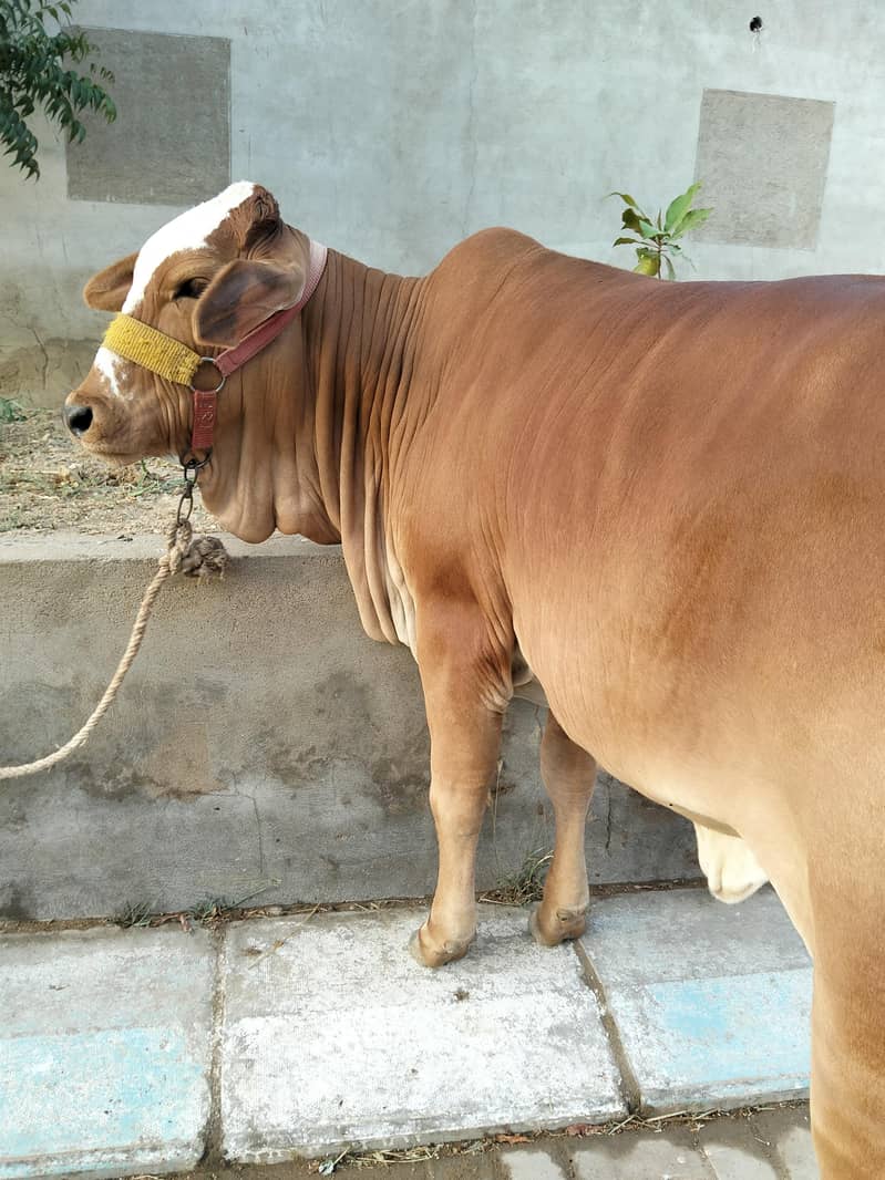 Bachri 4
