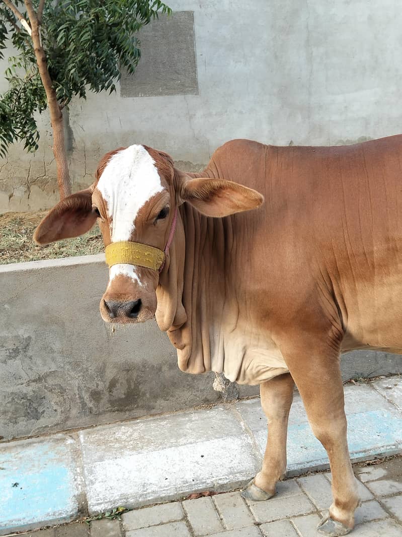 Bachri 6