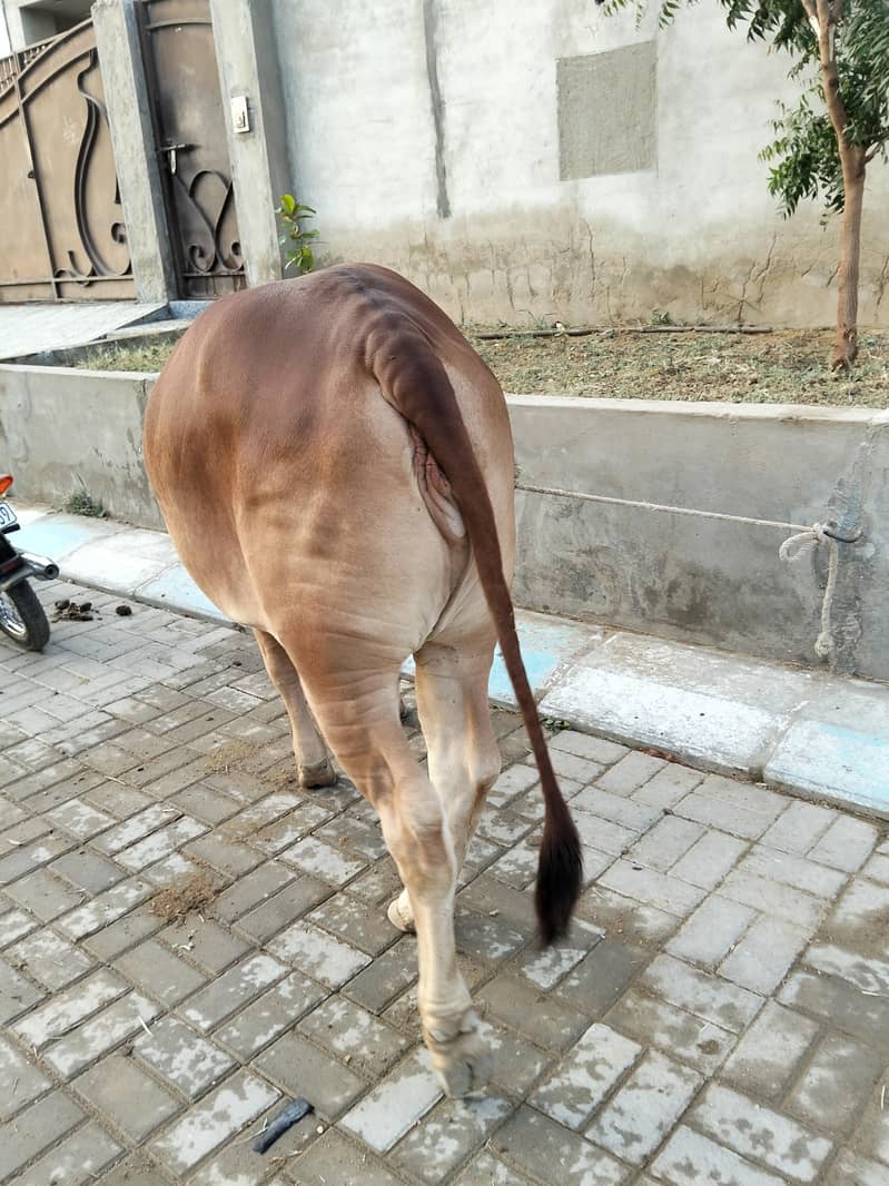 Bachri 7
