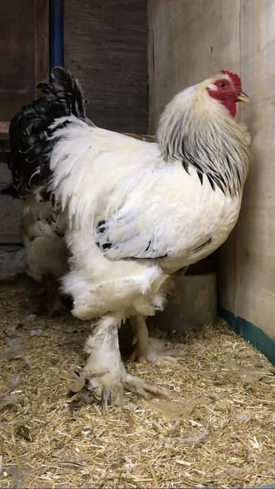 light Colombian brahma trio available