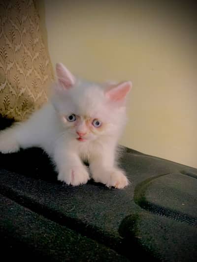 Semi Punch Male Kitten