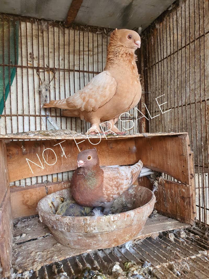oriental pathay 7