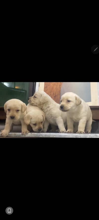Labrador German Shepherd Puppies