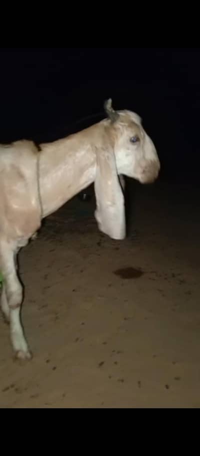 5 month kheera Ando full active