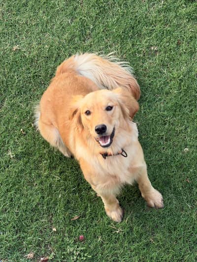Golder Retriever Female for sale