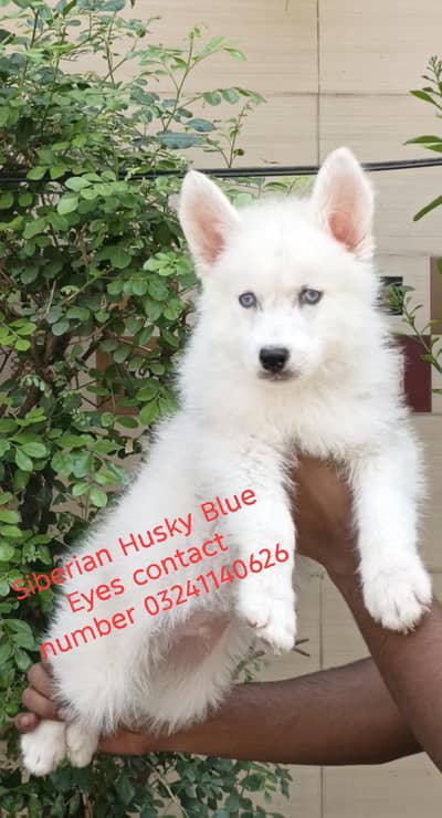 Siberian Husky Bully code mail grey and white first vaccine done