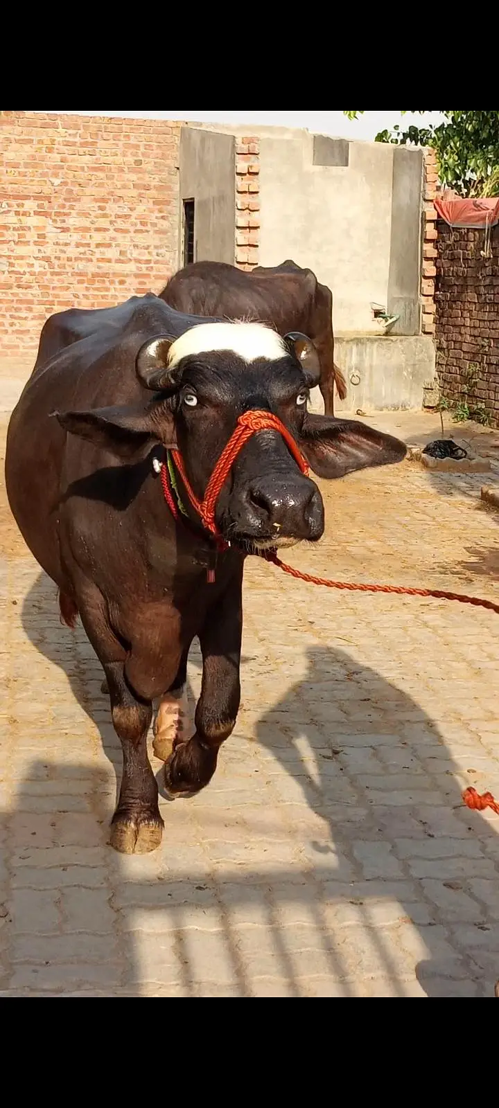 buffalos neeli — photo 2
