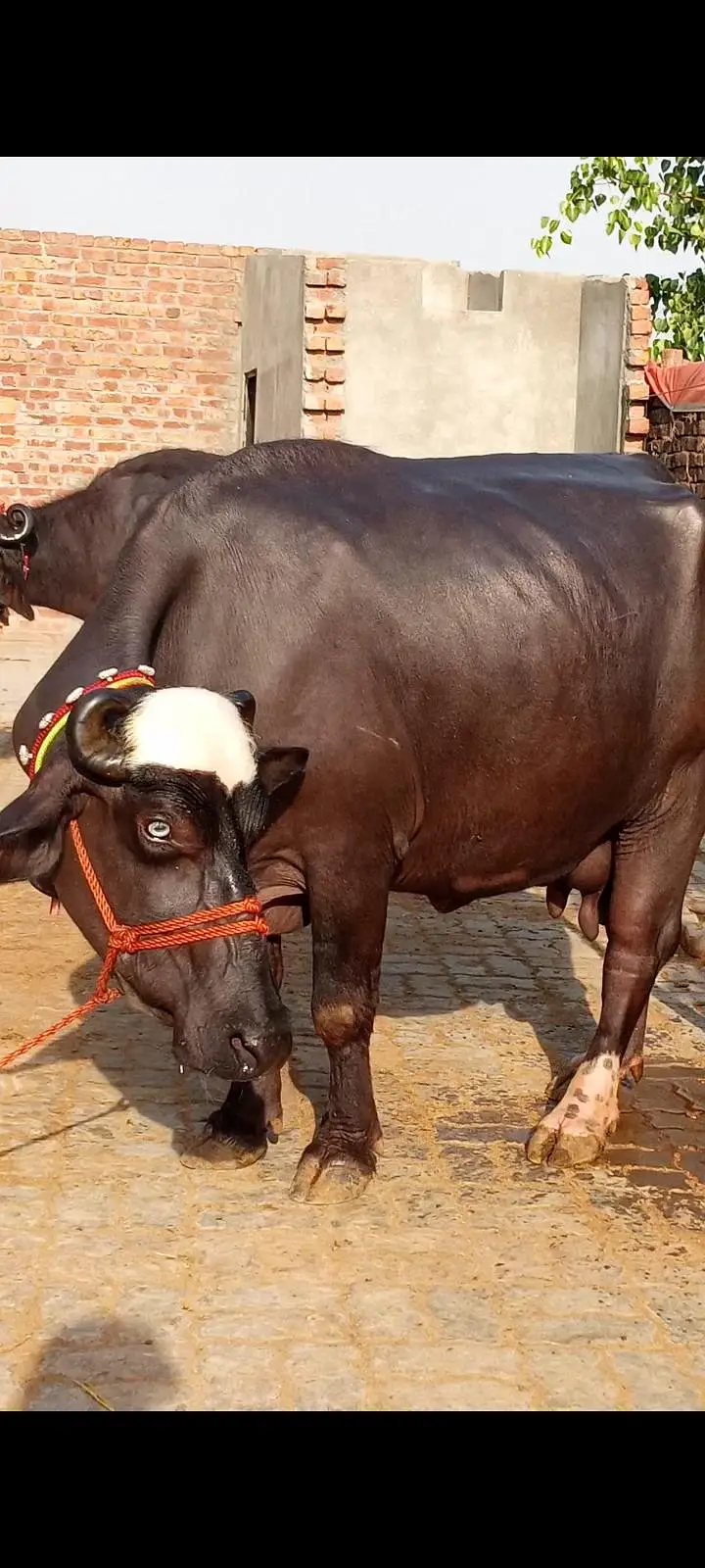 buffalos neeli — photo 3