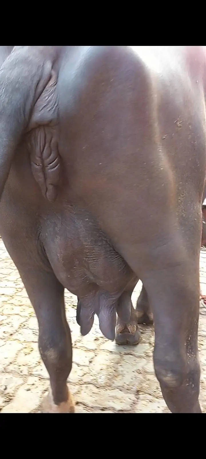 buffalos neeli — photo 4