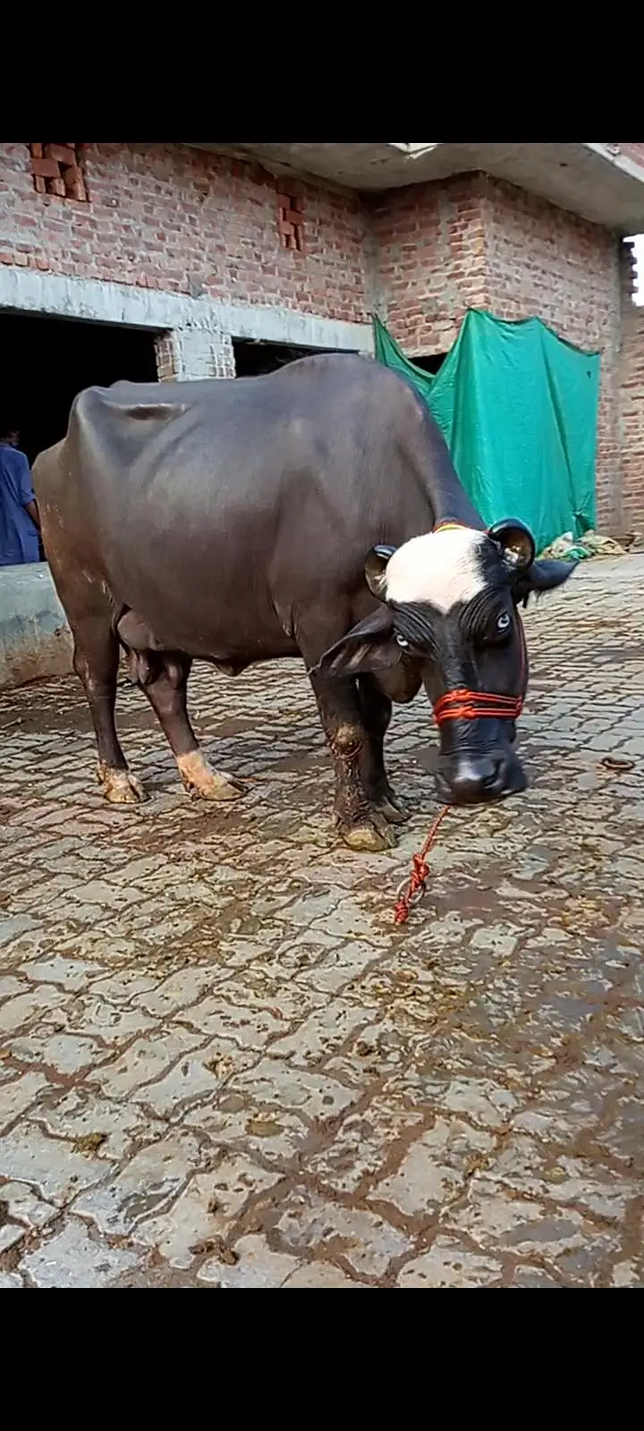 buffalos neeli — photo 5