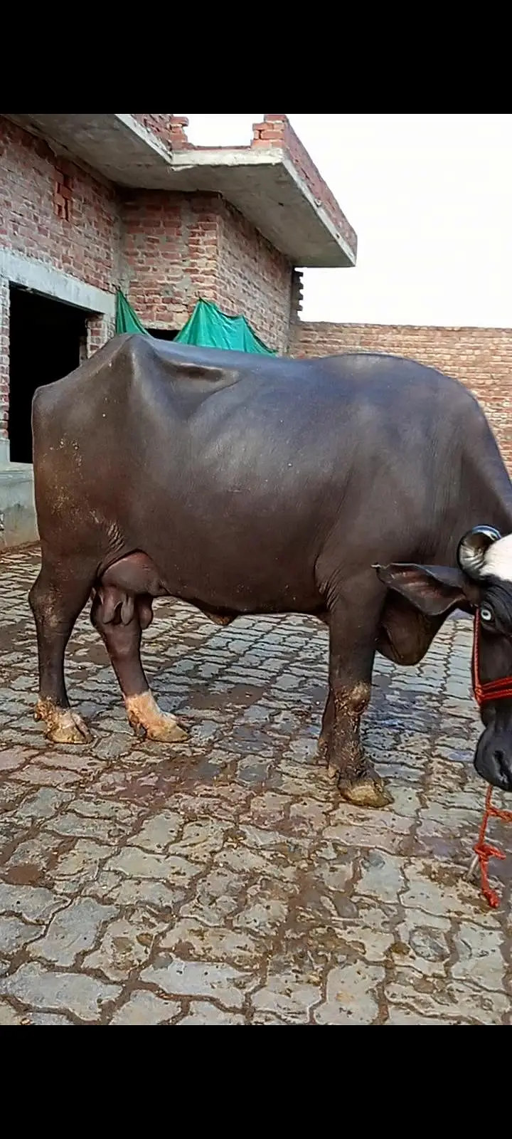 buffalos neeli — photo 6