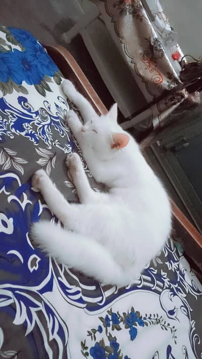 my cat