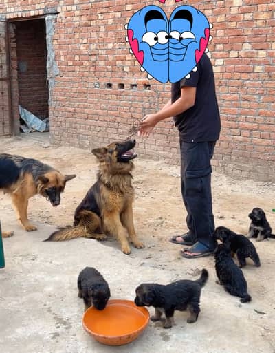 German Shepherd Females Long Coat Puppies