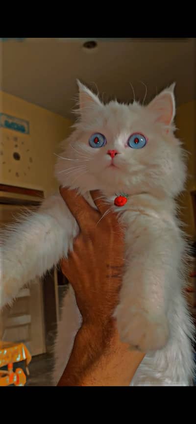  Persian Cat 6 Months – Healthy | Hafizabad