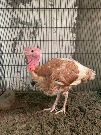 turkey male