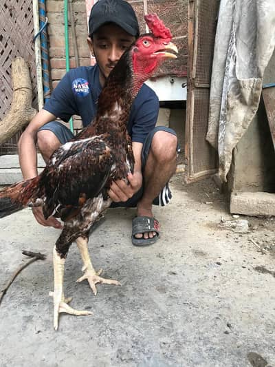 madrasi Indian aseel