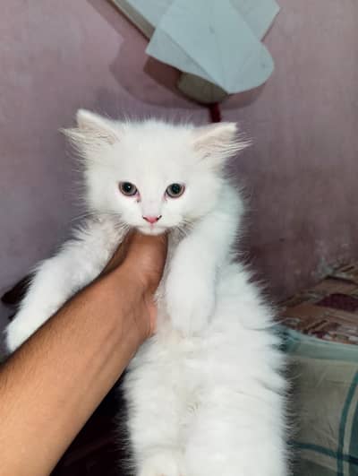 4 baby kitten