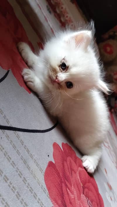 cutest kitten available