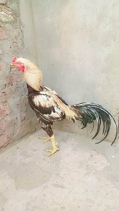 pure Pakistani Turkish breed. 0301.4797775