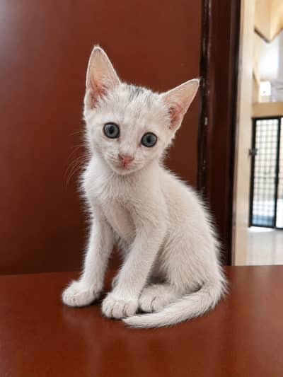 Soo pretty cat need to sell for traveling urgently