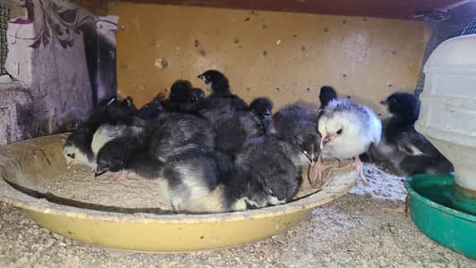 Ayam cemani chicks / buff/  light sussex