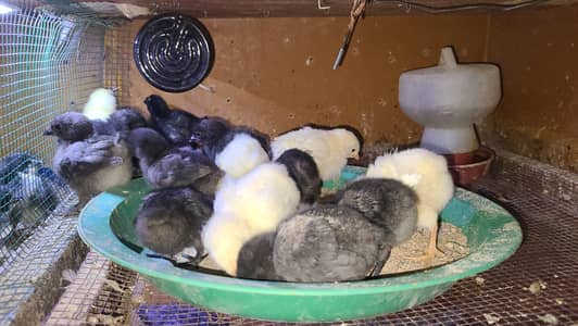 Ayam cemani chicks / buff/  light sussex