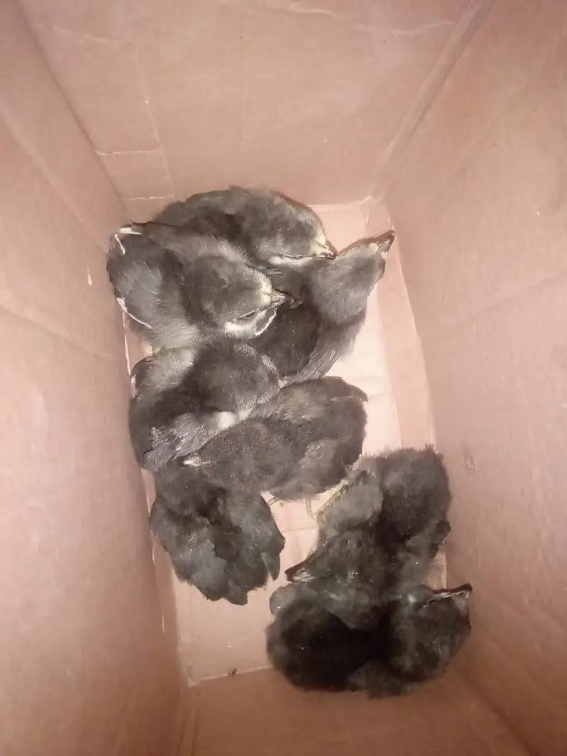 Ayam cemani chicks / buff/  light sussex — photo 3