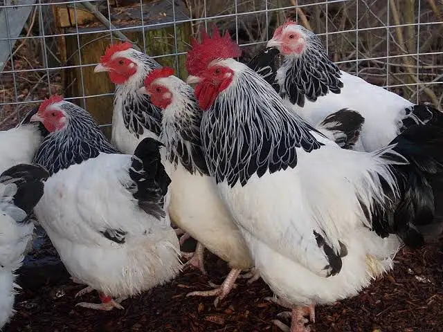 Ayam cemani chicks / buff/  light sussex — photo 4