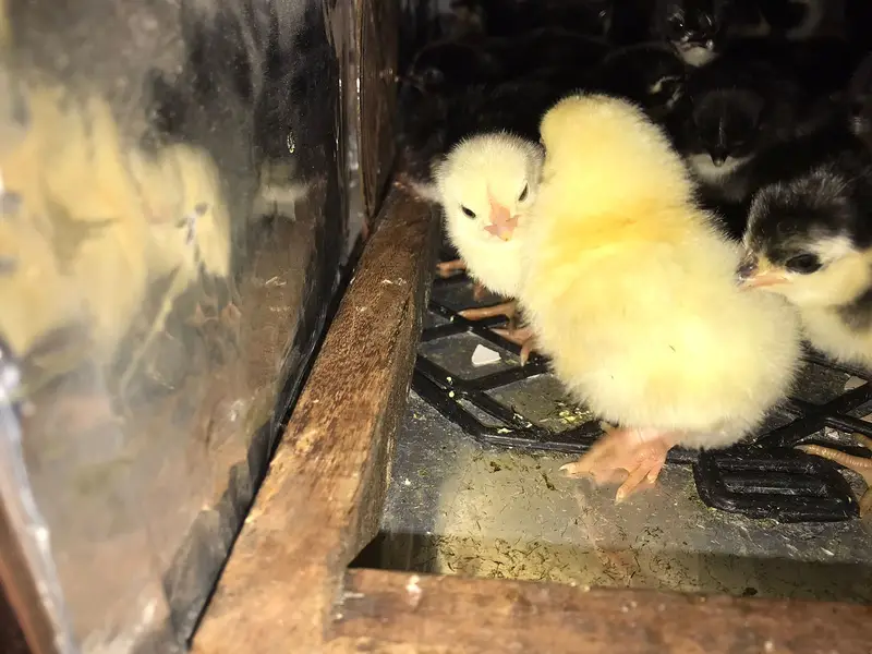 Ayam cemani chicks / buff/  light sussex — photo 5