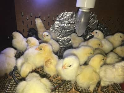 Ayam cemani chicks / buff/  light sussex
