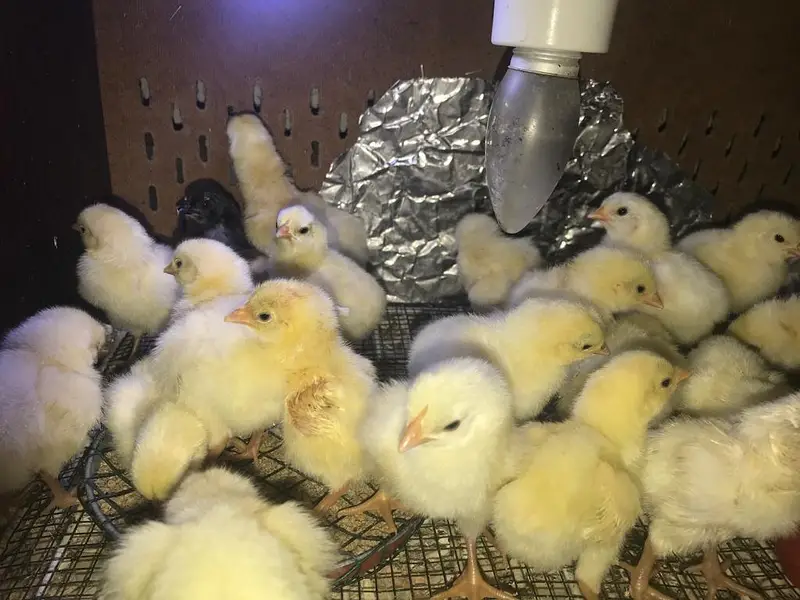 Ayam cemani chicks / buff/  light sussex — photo 7