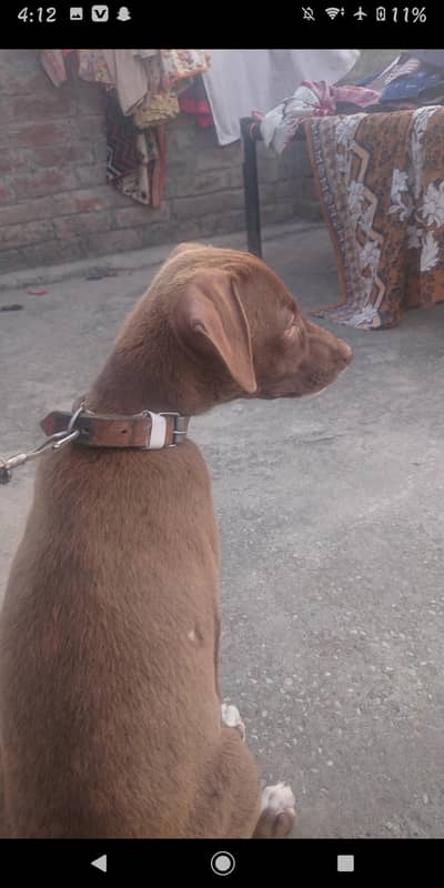 cute puppy