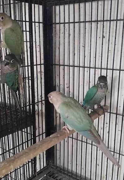 mashallah blue tarquse black foot black chest males and blue cinimons