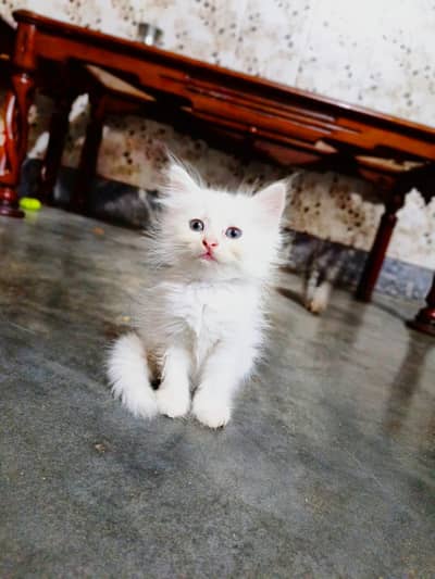 Persian cat| Doll face cat | kitten| Persian kitten |Triple coated