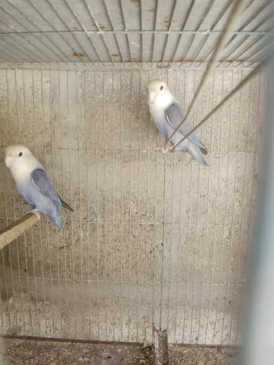 Lovebird pairs for sale with cage .