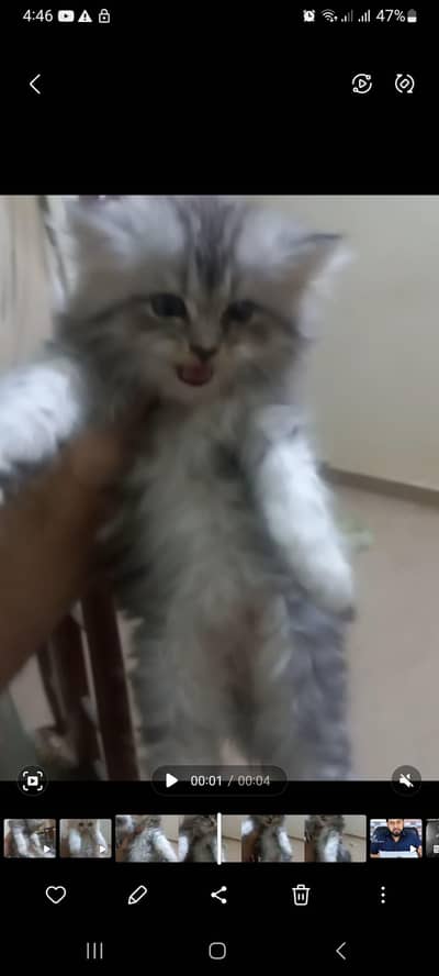 persian kittens  triple coat