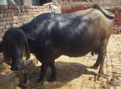 meeni bufflow sale 8 din ki tazi suee he