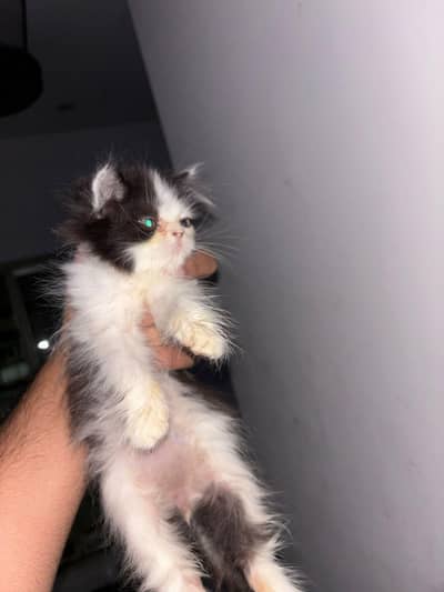 kitten