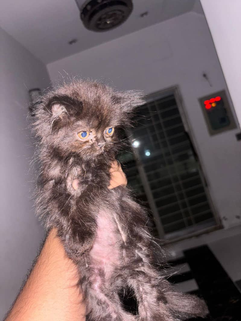 catss 1