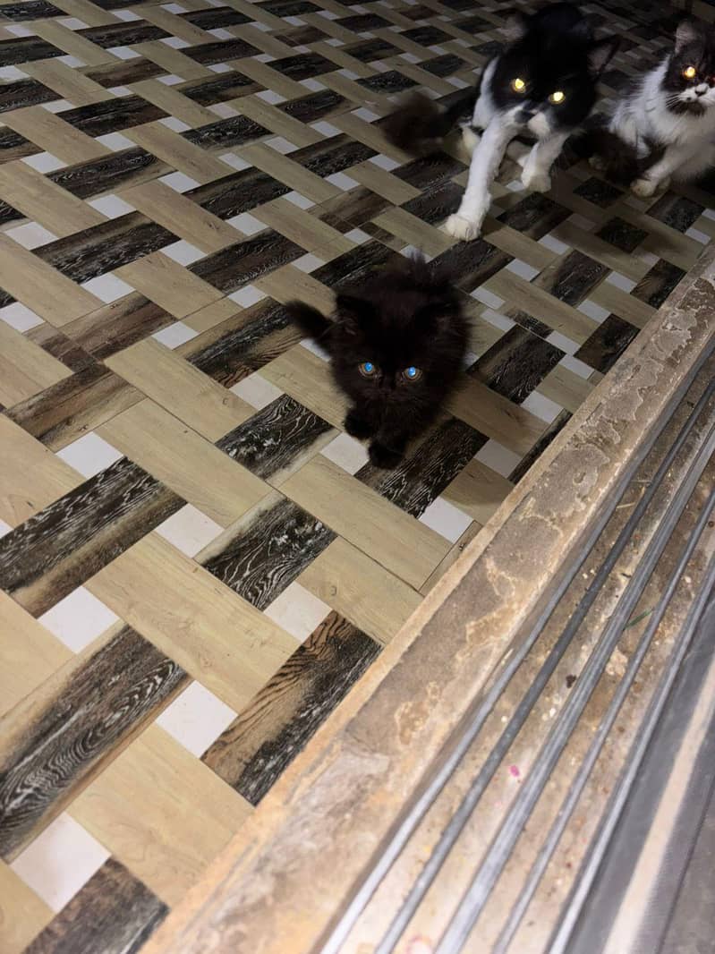 catss 2