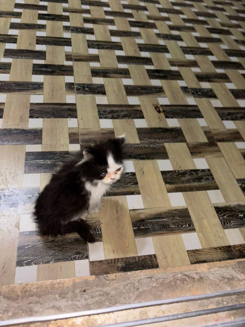 catss 3